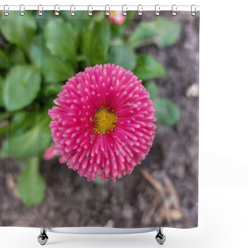 Personality  Close-Up Of Vibrant Pink English Daisy Flower In Garden Setting Shower Curtains