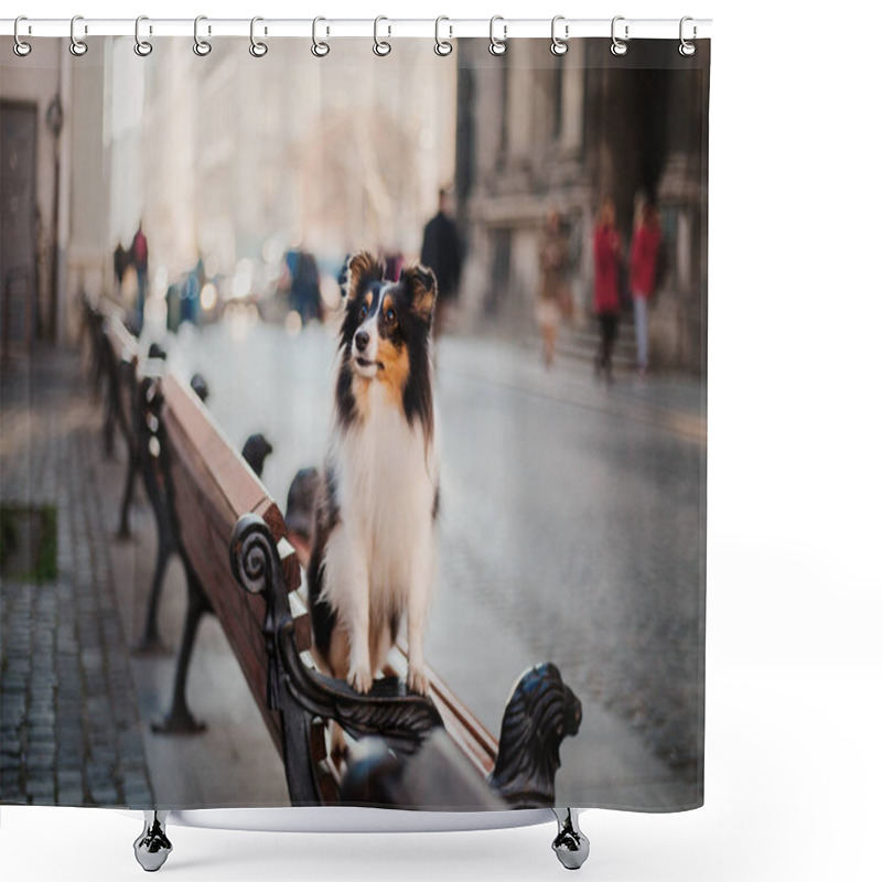 Personality  Little Dog In The City. Travel With Your Pet. Shetland Sheepdog. Dog On The Background Of Architecture. Old City Shower Curtains