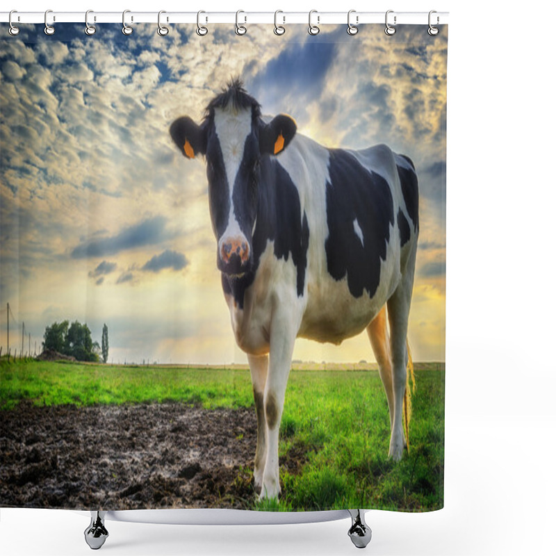 Personality  Black And White Calf At Green Field Shower Curtains