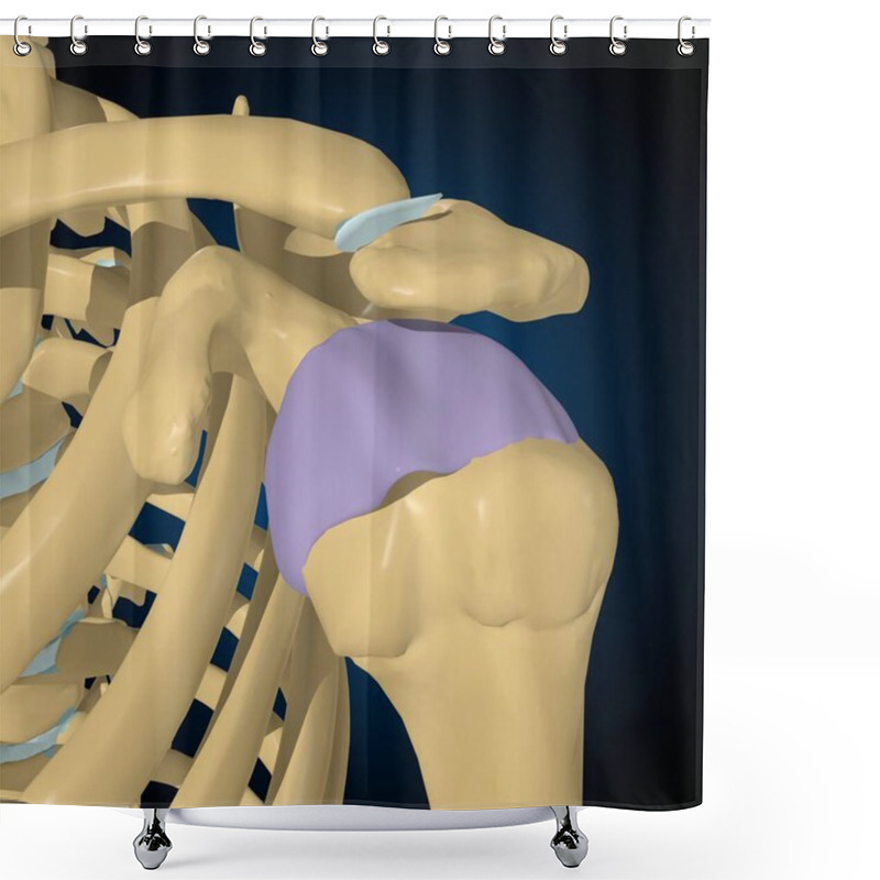 Personality  Articular Capsule Anatomy For Medical Concept 3D Illustration Shower Curtains