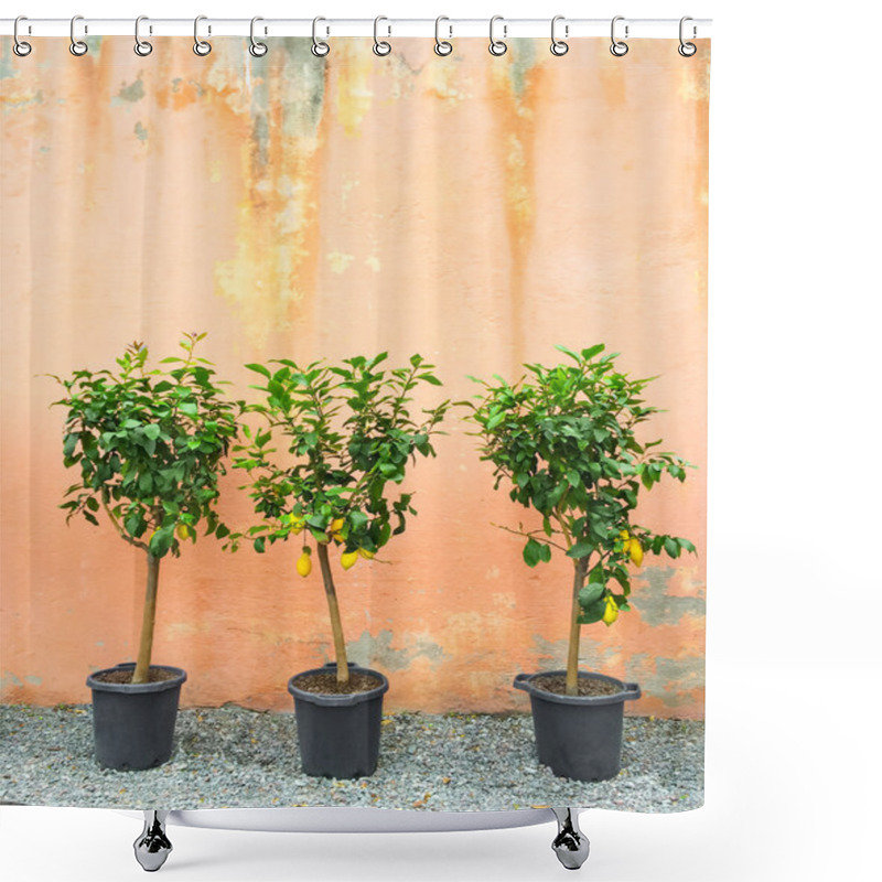 Personality  Lemon Trees Decorating House Exterior Shower Curtains