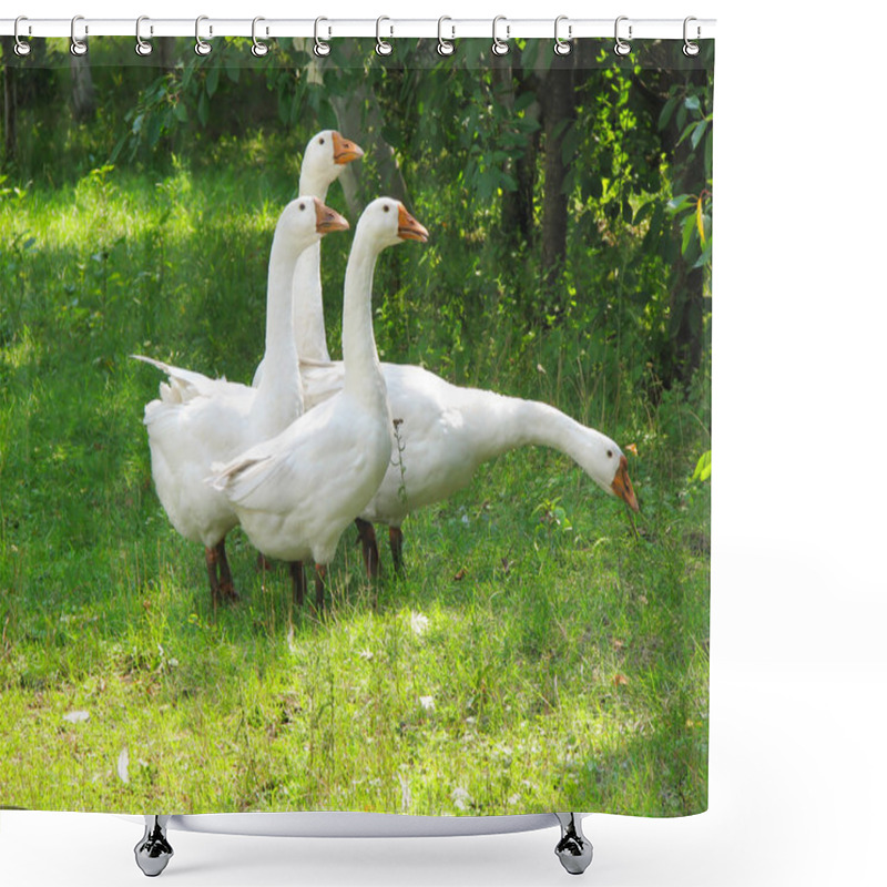 Personality  White Geese On The Green Grass Shower Curtains