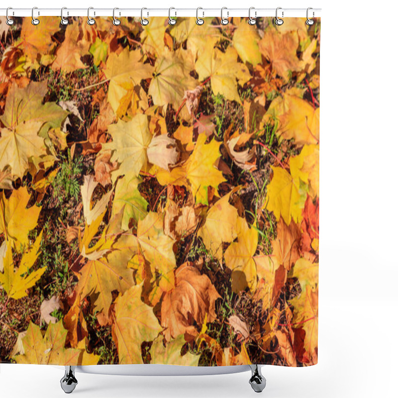 Personality  Background Of The Autumn Maple Leaves Shower Curtains