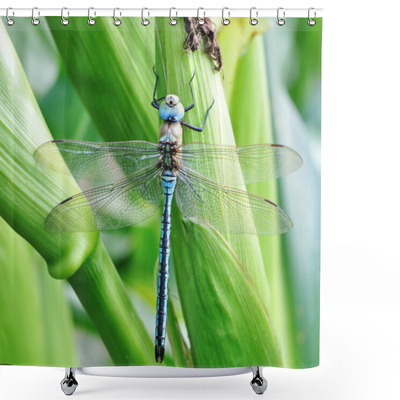 Personality  Blue Dragonfly Shower Curtains