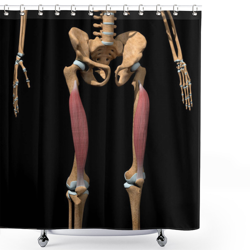 Personality  This 3d Illustration Shows The Vastus Intermedius Muscles On Skeleton Shower Curtains