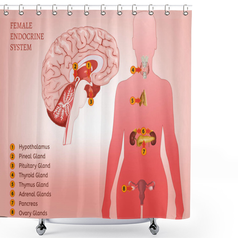 Personality  Endocrine System Woman Shower Curtains