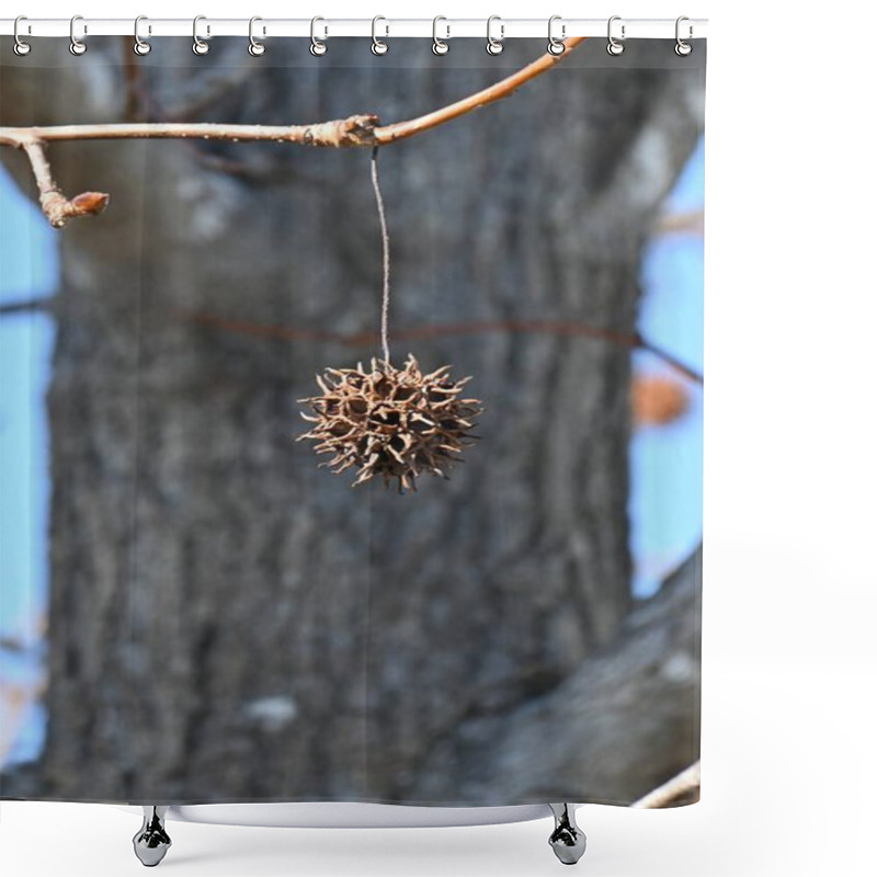 Personality   American Sweetgum Tree. Altingiaceae Deciduous Tree Native To North America. The Autumn Foliage Is Beautiful And The Aggregate Fruits Have Sharp Thorns. Shower Curtains