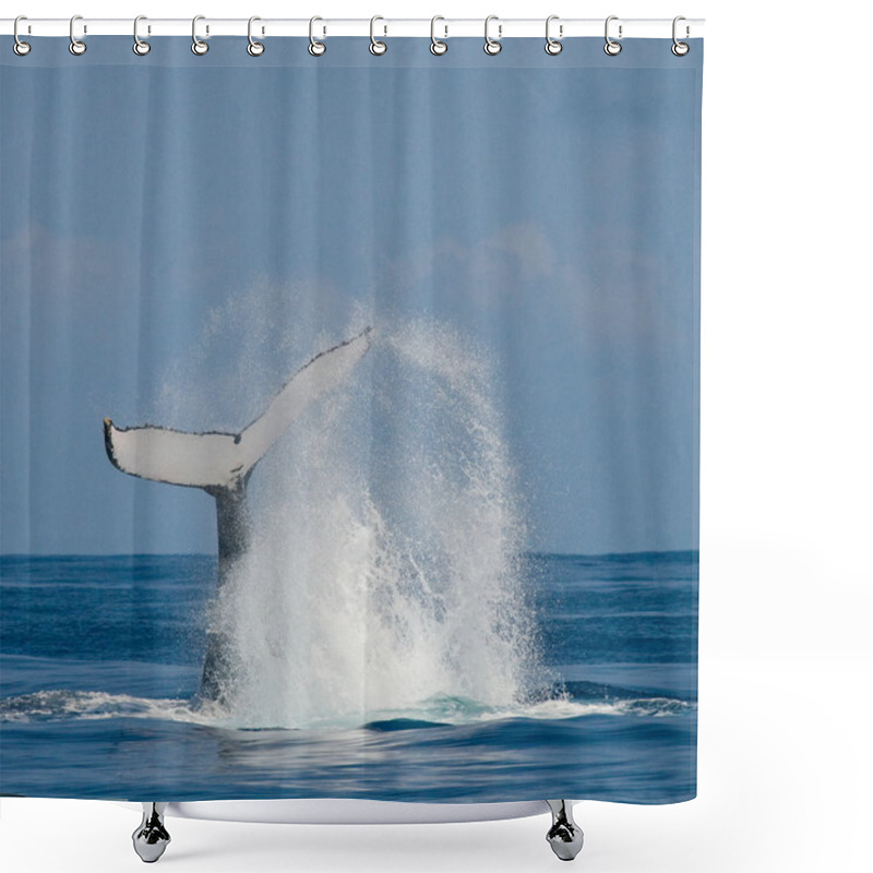 Personality  Humpback Whale Jumping Out Of The Water Shower Curtains