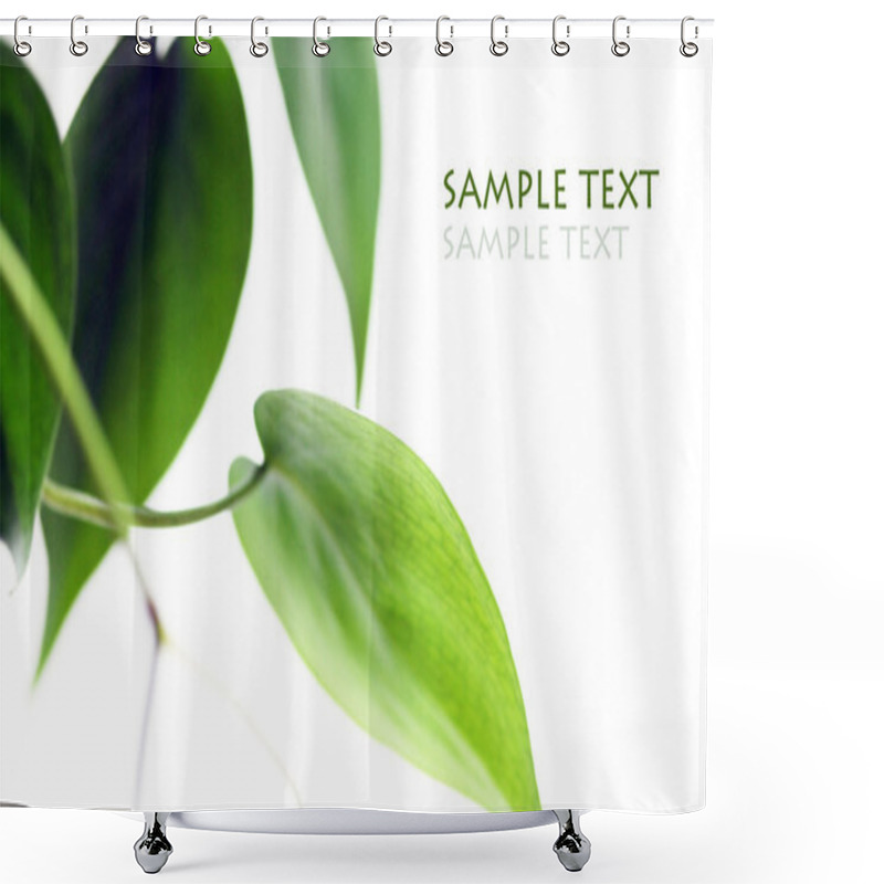 Personality  Young Green Leaves Against White Background And Space For Text Shower Curtains