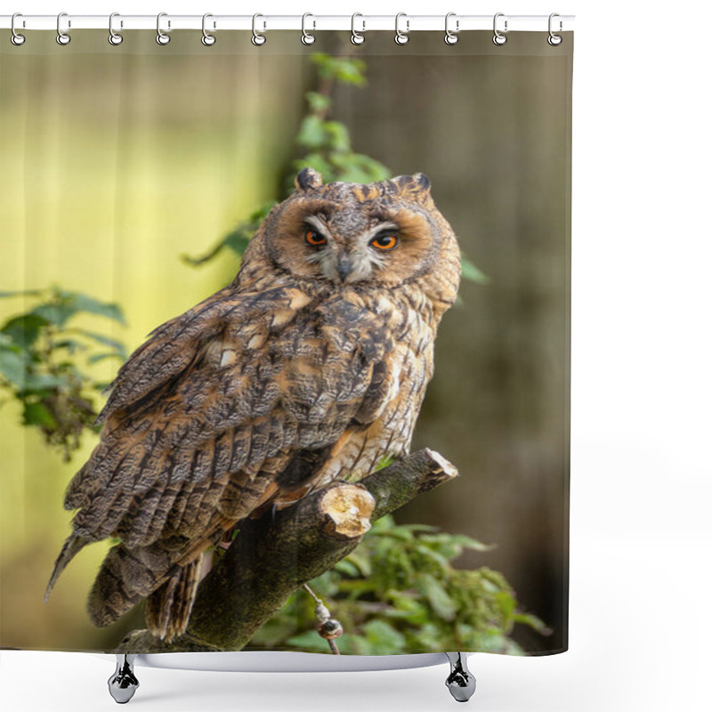 Personality  The Long-eared Owl, Asio Otus, Preys On Small Mammals And Birds. Shower Curtains