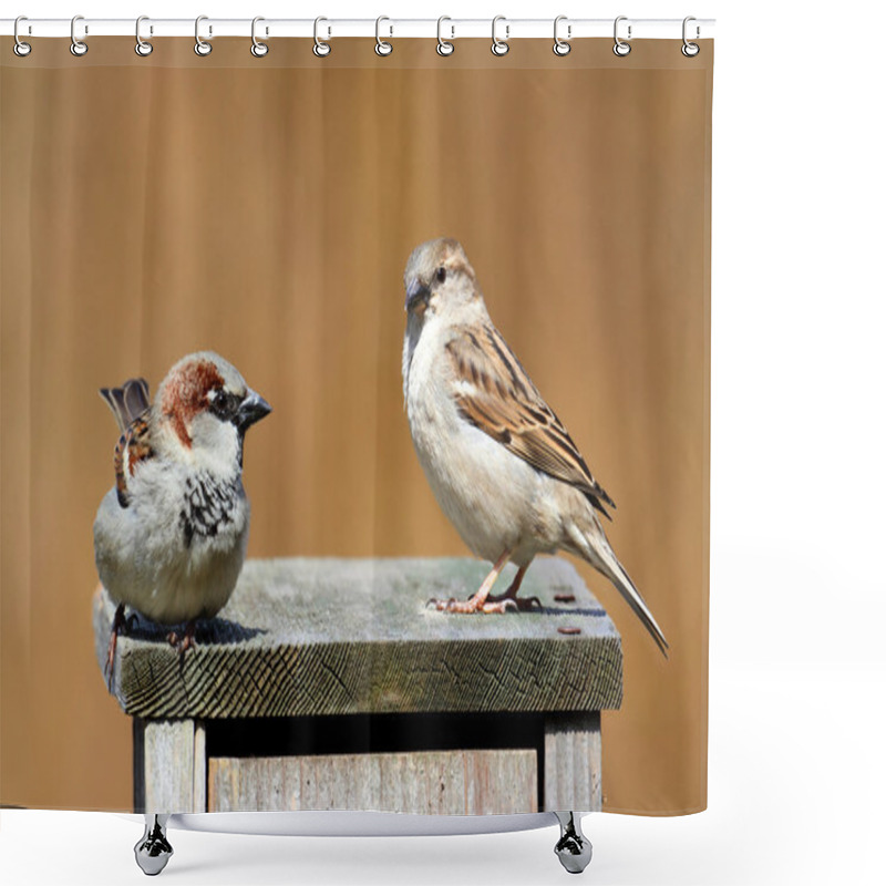 Personality  House Sparrows (Passer Domesticus) Shower Curtains