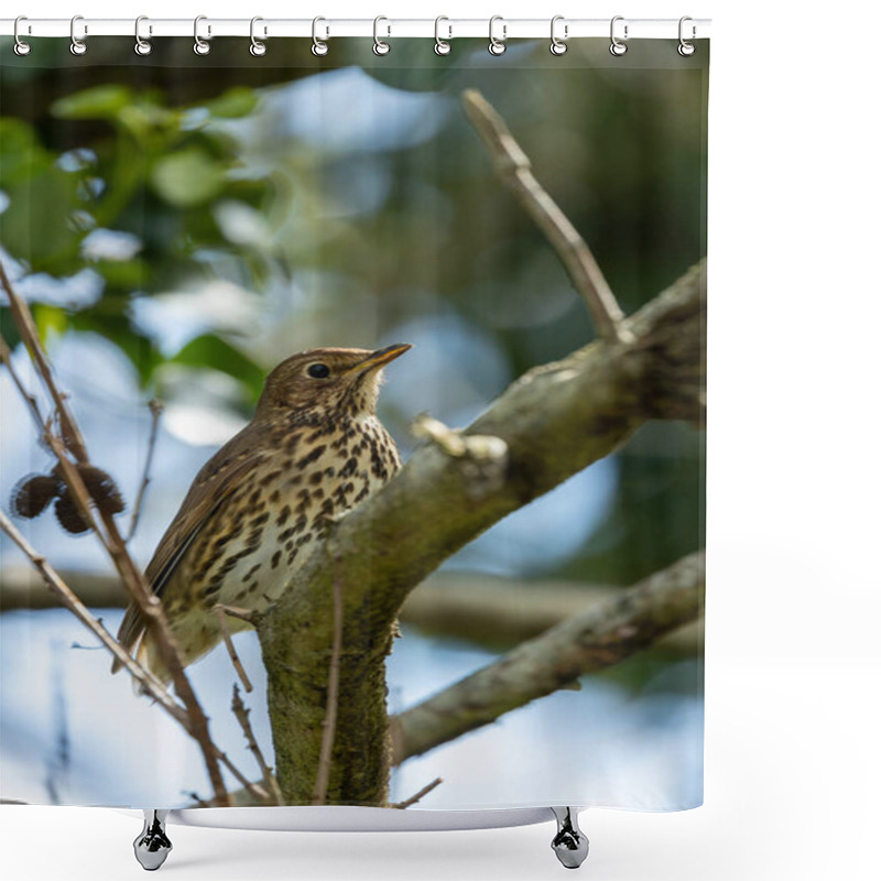 Personality  The Song Thrush (Turdus Philomelos) Eats Insects, Snails, And Berries. Photographed In Father Collins Park, Dublin. Shower Curtains