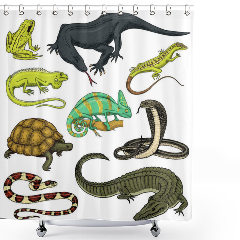 Personality  Set Of Reptiles And Amphibians. Wild Crocodile, Alligator And Snakes, Monitor Lizard, Chameleon And Turtle. Pet And Tropical Animal. Engraved Hand Drawn In Old Vintage Sketch. Vector Illustration. Shower Curtains