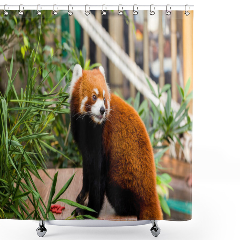 Personality  Red Panda Sitting On Table Shower Curtains