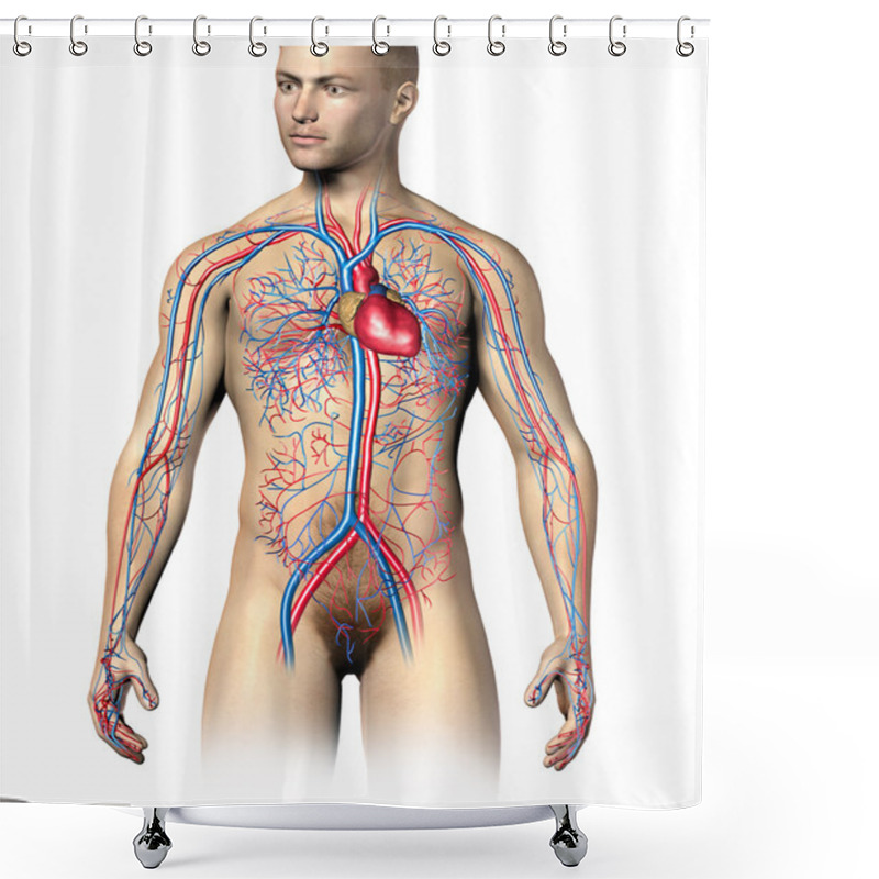 Personality  Man Human Circulatory System Shower Curtains