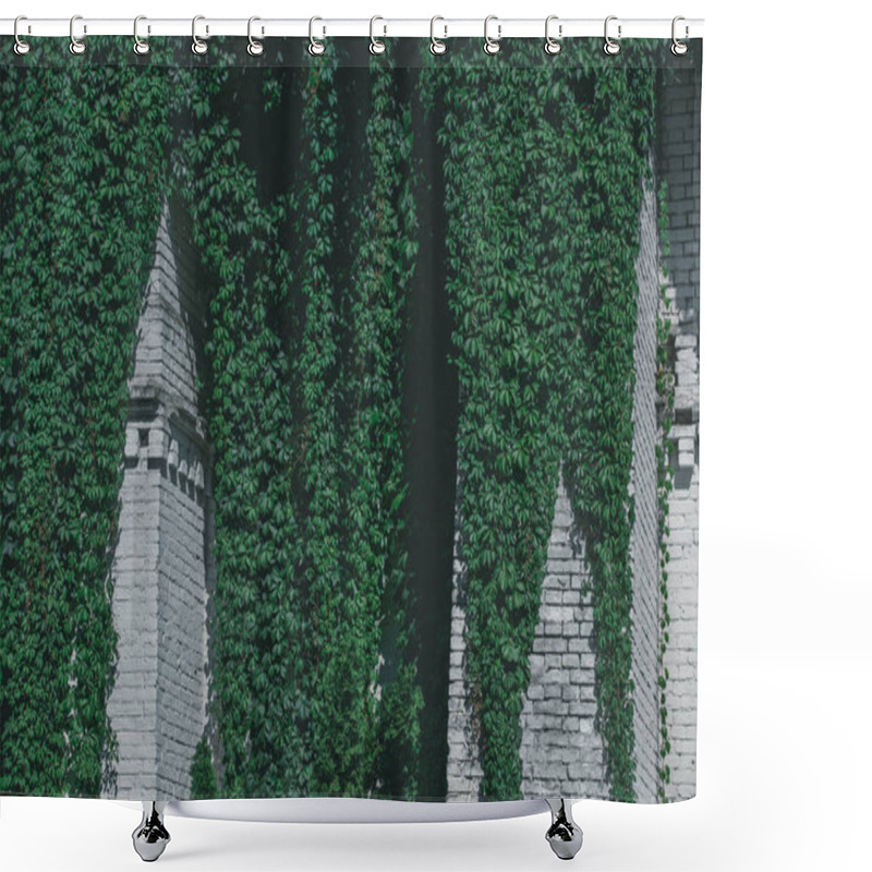 Personality  House With Beautiful Green Ivy Leaves On White Brick Wall At Sunny Day Shower Curtains