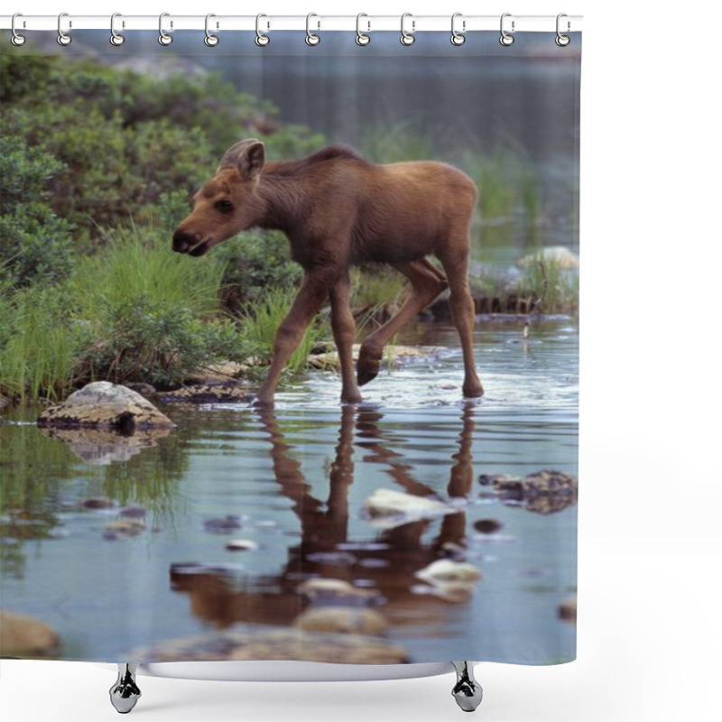 Personality  Moose Calf Walking In Stream Shower Curtains