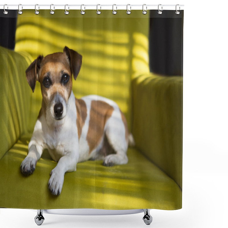 Personality  Cute Dog Relaxing On The Green Armchair Shower Curtains