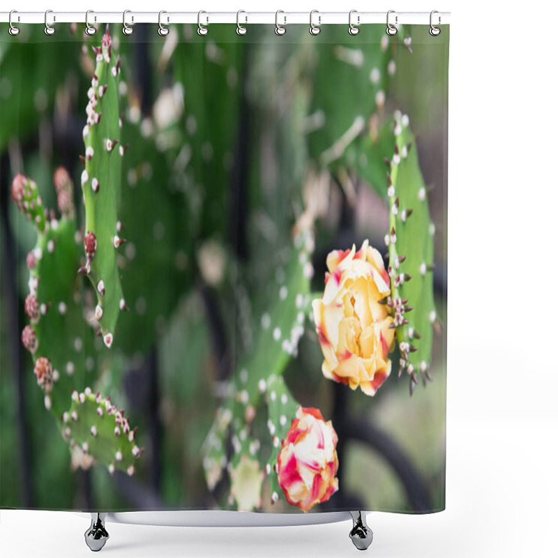 Personality  The Dramatic Contrast Of Soft Drooping Prickly Pear (Opuntia Monacantha) Flowers Against Spiky Pads, Symbolizing Nature's Delicate Yet Resilient Balance, Captured In Striking Close-up Detail Shower Curtains