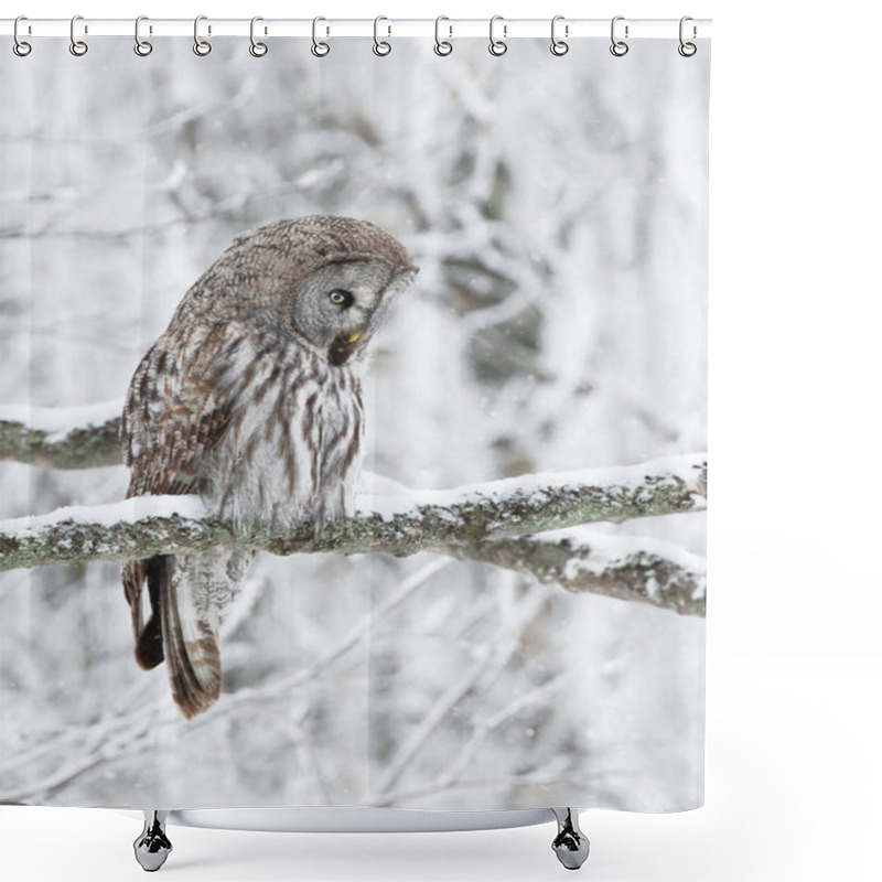 Personality  Close Up Of Great Grey Owl (Strix Nebulosa) Perched In A Tree, Winter In Finland. Shower Curtains