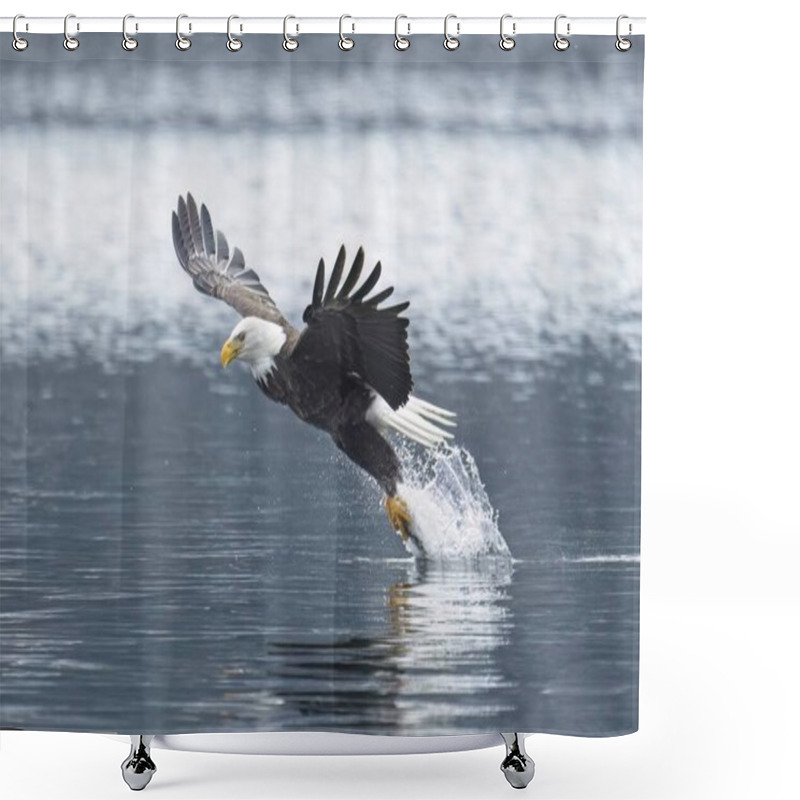 Personality  A Majestic Bald Eagle Catches A Fish From The Lake During Winter Feeding Before Migration In North Idaho. Shower Curtains