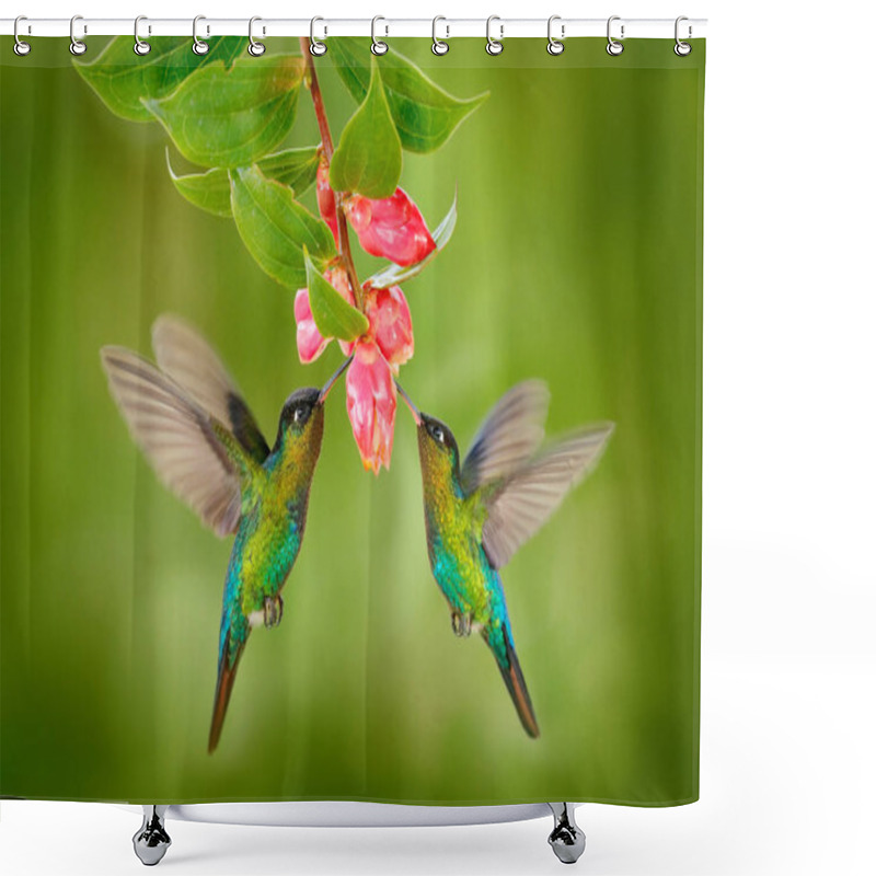 Personality  Two Hummingbird Birds With Pink Flower. Hummingbirds Fiery-throated Hummingbird, Flying Next To Beautiful Bloom Flower, Savegre, Costa Rica. Action Wildlife Scene From Nature. Bird Flying. Animal Love. Shower Curtains