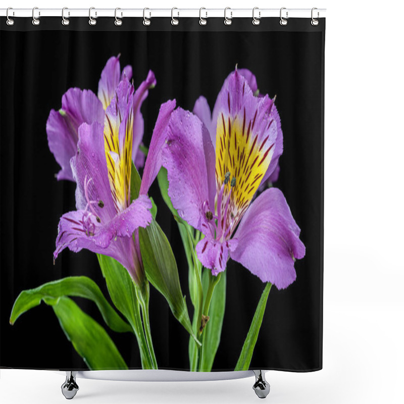 Personality  Vibrant Purple Alstroemeria Navarro Flowers With Yellow And Black Markings, Captured On A Black Background Shower Curtains