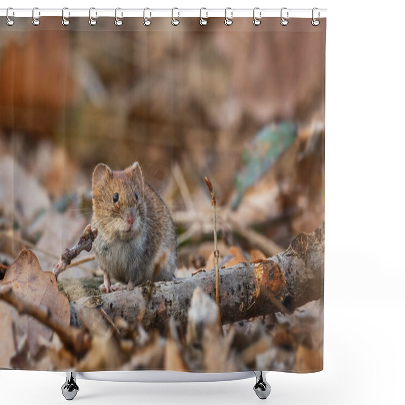 Personality  Common Vole - Microtus Arvalis, Common Small Rodent From European Meadows, Grasslands And Fields, Zlin, Czech Republic. Shower Curtains