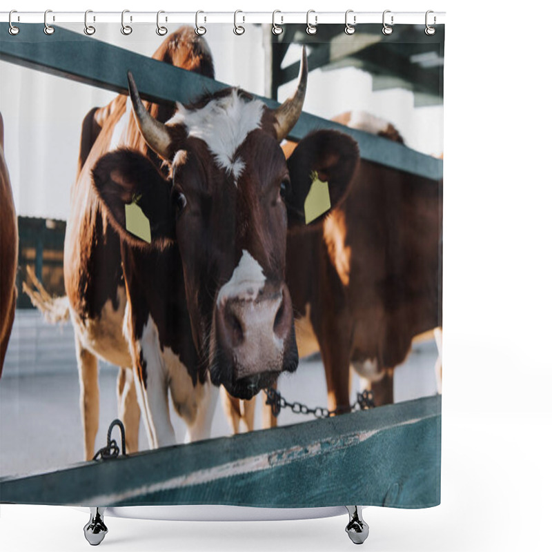 Personality  Portrait Of Beautiful Brown Cow Standing In Stall At Farm Shower Curtains