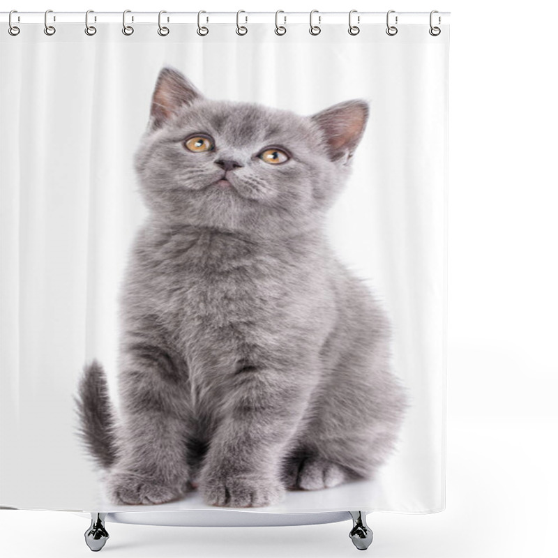 Personality  Scottish Straight Kitten. Isolated On A White Background. Gray Kitten On Photo Studio Shower Curtains