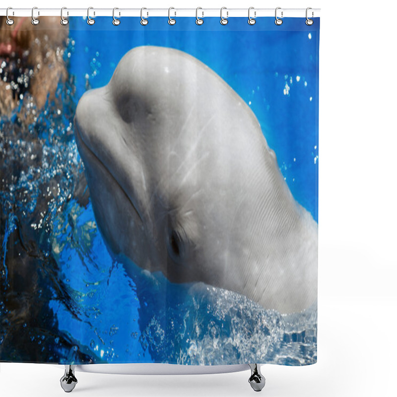 Personality  Beluga Whale (white Whale) In Water Shower Curtains