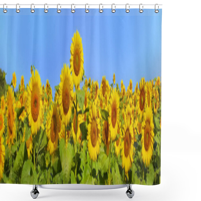 Personality  Wonderful Panoramic View Field Of Sunflowers By Summertime Shower Curtains