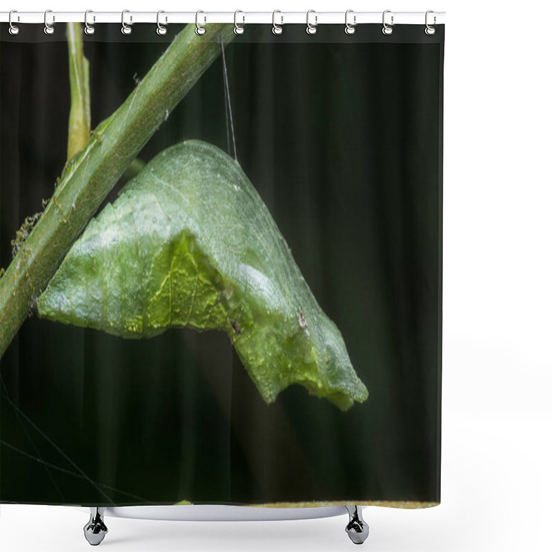 Personality  Close Shot Of Papilio Demoleus Pupa Shower Curtains