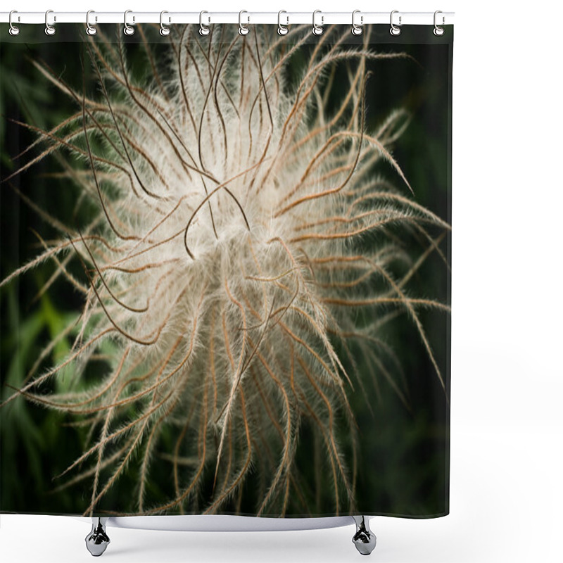 Personality  Anemone Pulsatilla Shower Curtains