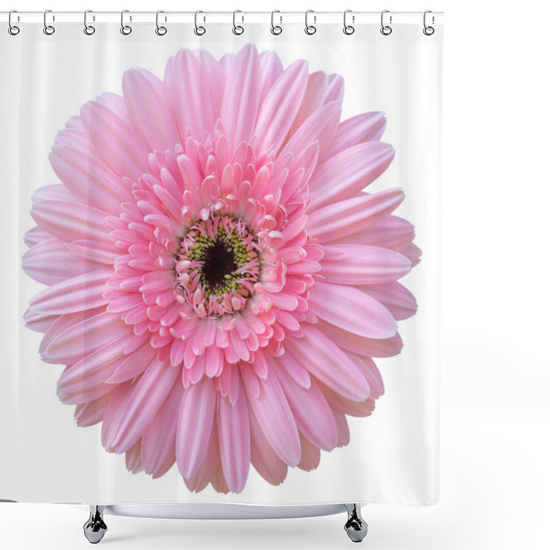 Personality  Pink Gerbera Flower Isolated On White With Clipping Path Shower Curtains