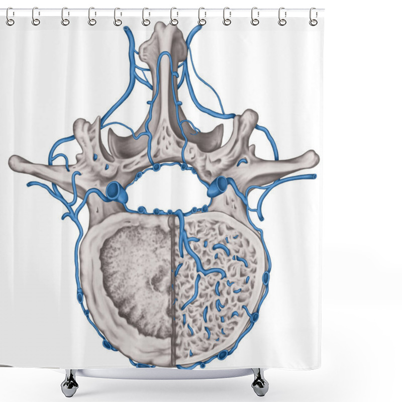 Personality  Intercostal Veins And Venous Plexuses Of The Vertebral Canal, Second Lumbar Vertebra, Lumbar Spine, Vertebral Bones, Vertebra, Trunk Wall, Anatomy Of Human Skeletal System, Superior View Shower Curtains