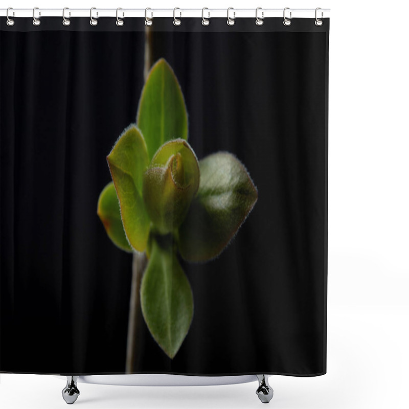 Personality  Closeup View Of Branch With Leaves Isolated On Black Background Shower Curtains