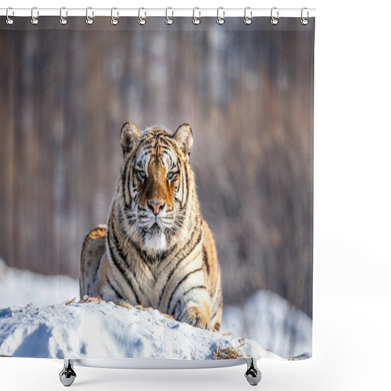 Personality  Siberian Tiger Resting On Snowy Hill Of Winter Forest, Siberian Tiger Park, Hengdaohezi Park, Mudanjiang Province, Harbin, China.  Shower Curtains