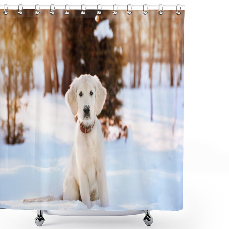 Personality  Winter Walk Of Golden Retriever Puppy Shower Curtains