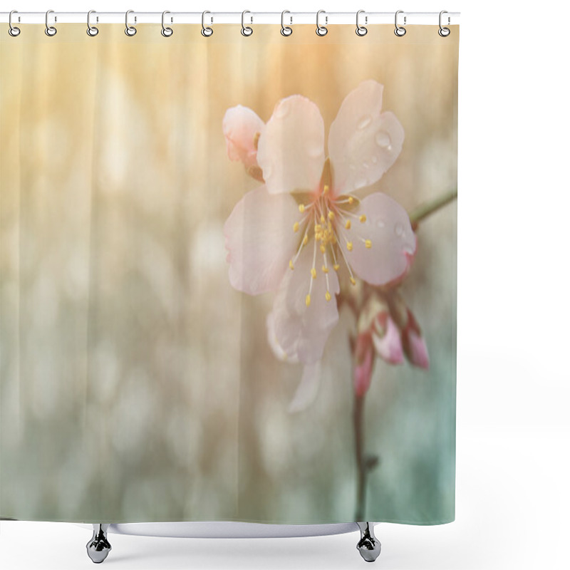 Personality  Abstract Dreamy And Blurred Image Of Spring White Cherry Blossoms Tree. Selective Focus. Vintage Filtered Shower Curtains