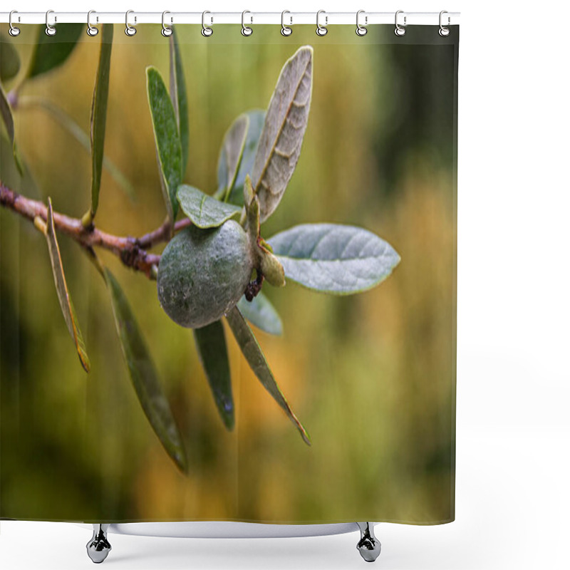 Personality  Close Up Of A Wet Feijoa Tree With Green Ripe Feijoa Fruits And Leaves After The Rain Shower Curtains