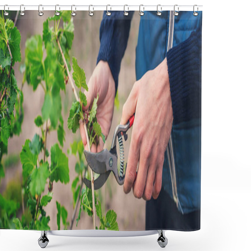 Personality  Gardener Pruning Currant Bushes In The Garden. Selective Focus. Nature. Shower Curtains