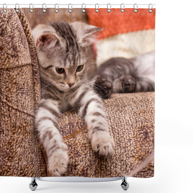 Personality  Gray Cat On A Sofa Shower Curtains