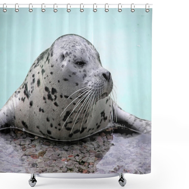 Personality  Harp Seal Close-up Looking Away Shower Curtains