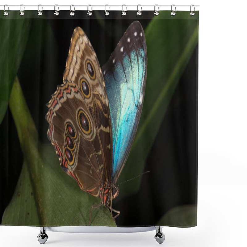 Personality  Blue Morpho Butterfly (morpho Peleides) Shower Curtains