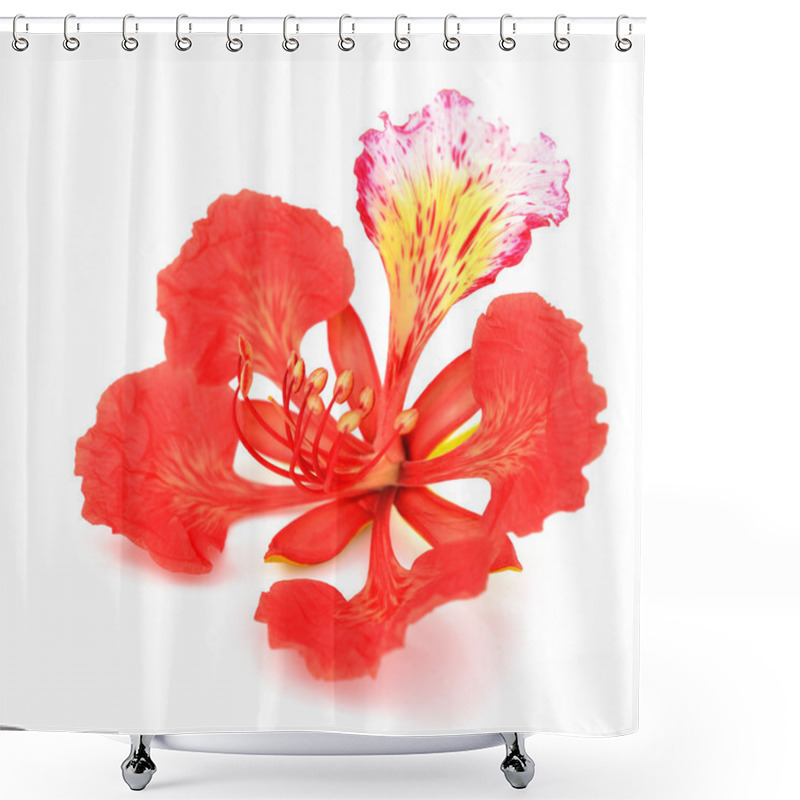 Personality  Pride Of Barbados Flower Shower Curtains