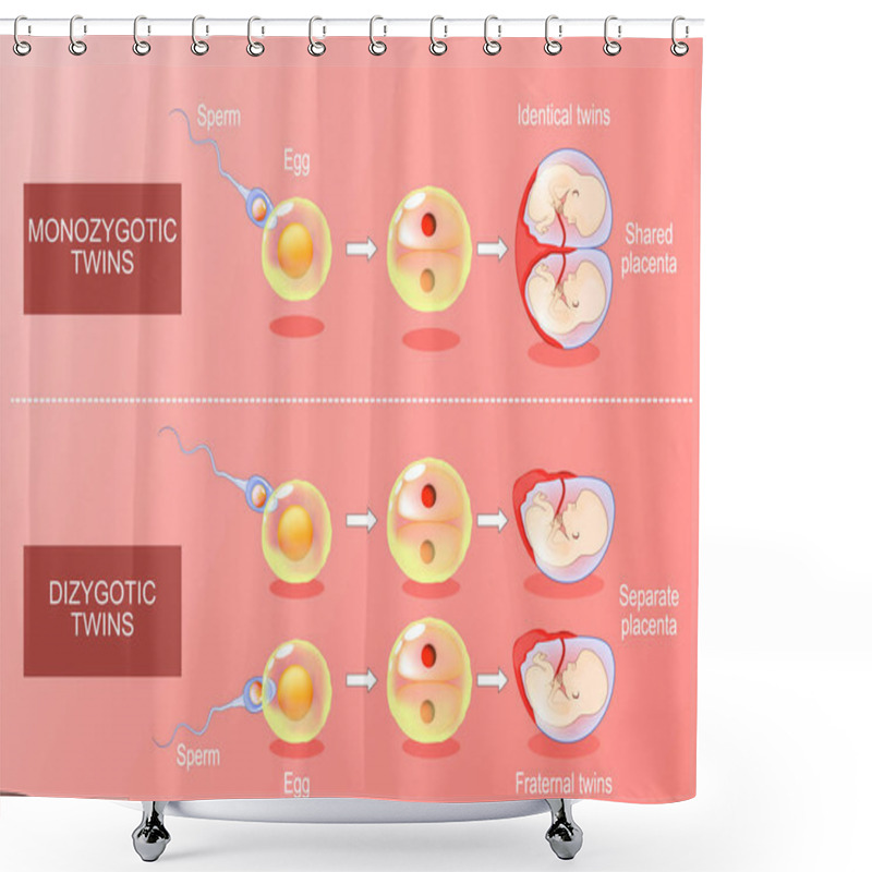 Personality  Zygote Development In Monozygotic And Dizygotic Twins. From Fertilization, Egg Plus Sperm To Amniotic Sacs Formation. Isometric Vector. Flat Illustration Shower Curtains