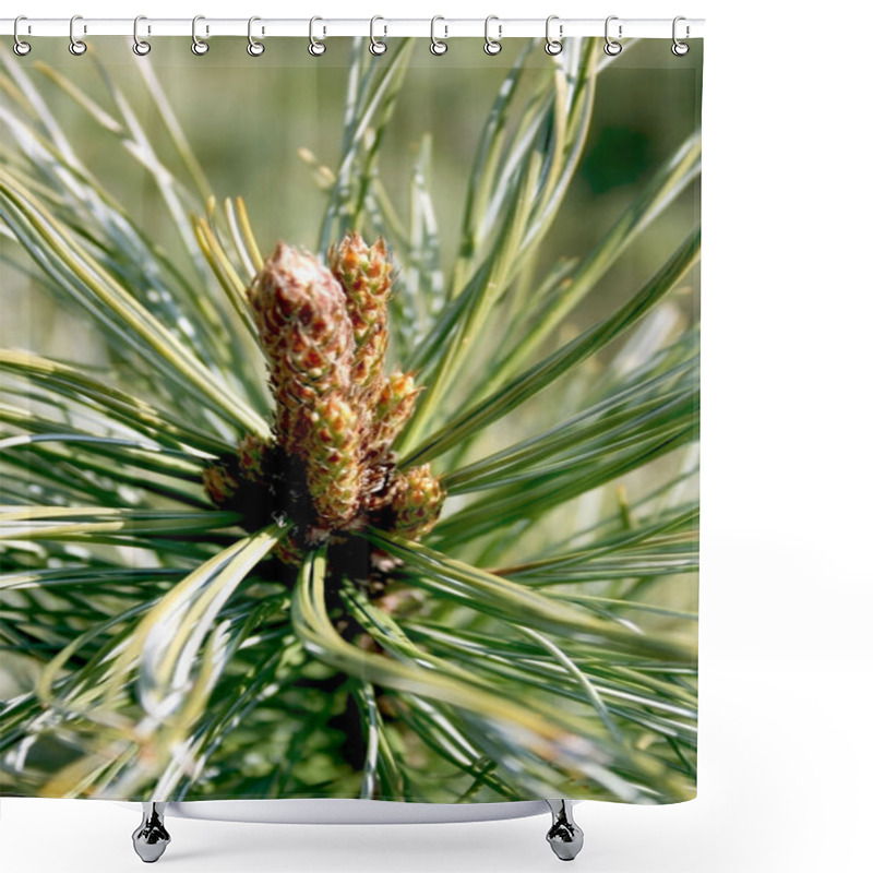 Personality  Buds On A Pine-tree Shower Curtains