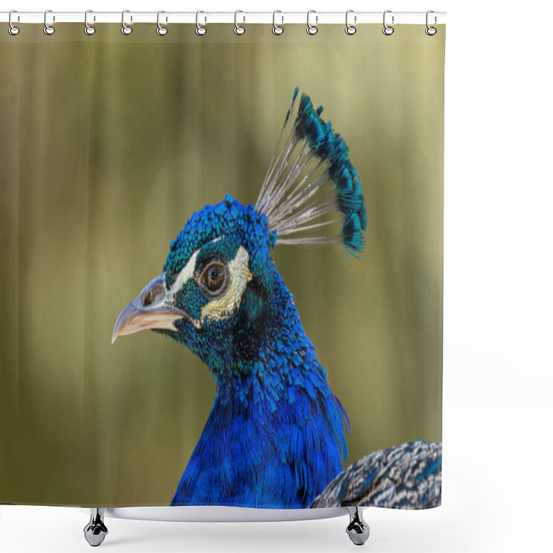 Personality  The Indian Peafowl, A Vibrant Omnivore, Eats Grains, Seeds, And Insects. Photographed In Lush Gardens. Shower Curtains