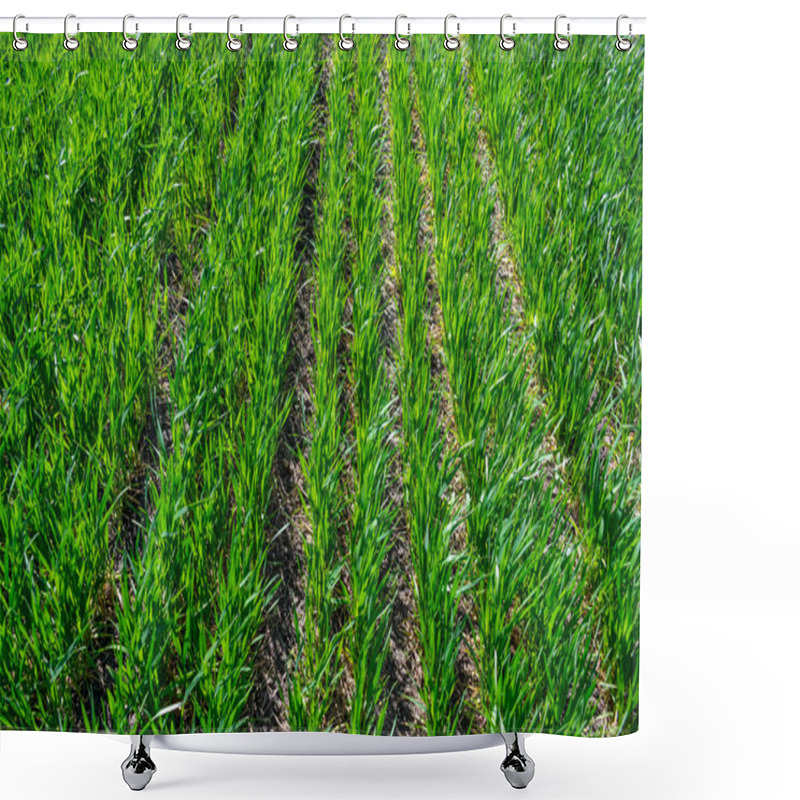 Personality  Regenerative Agriculture, Holistic Management, Farming Problem Concept. Green Wheat Field Background, Grasslands. Shower Curtains